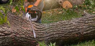 Best Stump Grinding and Removal  in East Hampton North, NY