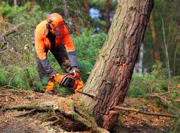Best Tree and Shrub Care  in East Hampton North, NY