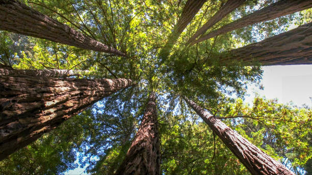 Best Emergency Tree Removal  in East Hampton North, NY