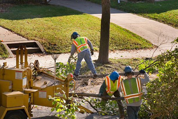 Professional Tree Services in East Hampton North, NY