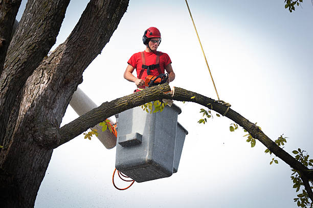 Best Tree Preservation Services  in East Hampton North, NY