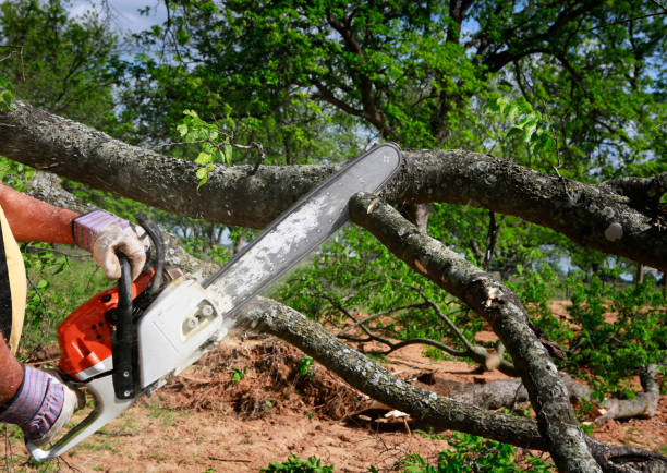 How Our Tree Care Process Works  in  East Hampton North, NY